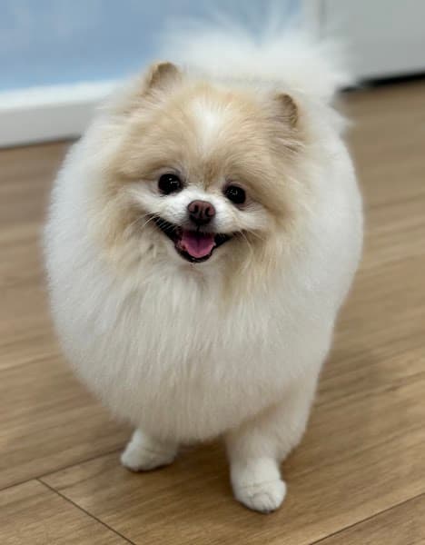 Beyond Fur - Dog Grooming image 4