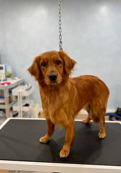 Beyond Fur - Dog Grooming image 5