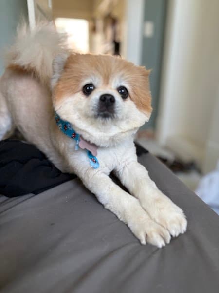 A Lucky Dog - Pet Grooming in Penryn image 3