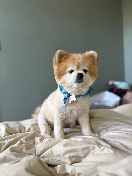 A Lucky Dog - Pet Grooming in Penryn image 4