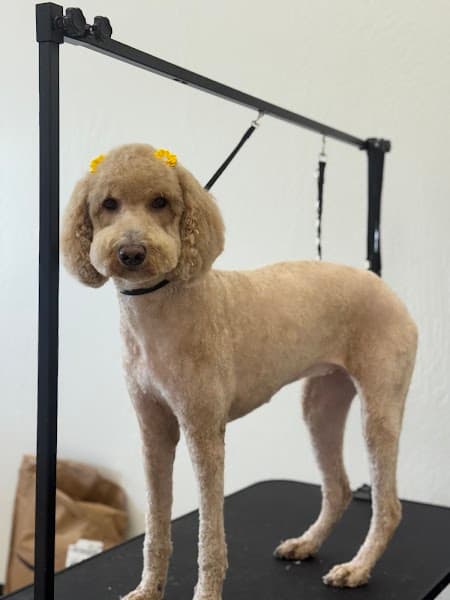 FurEver Fresh Pet salon image 2