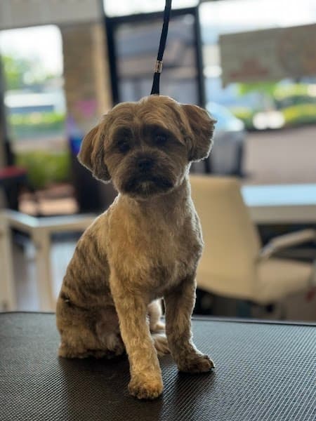 FurEver Fresh Pet salon image 4