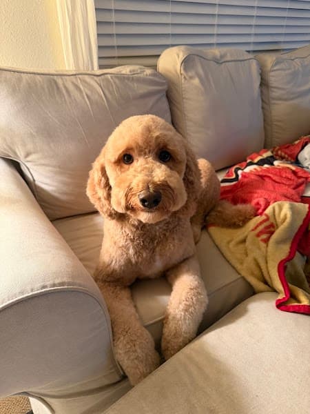 FurEver Fresh Pet salon image 5