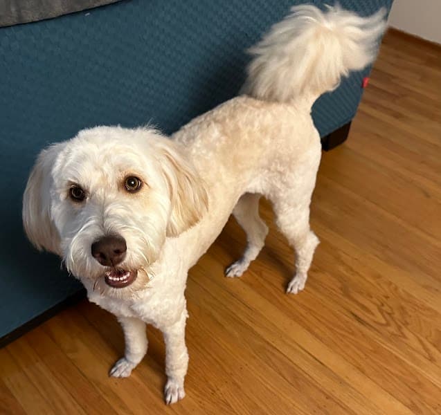 We Love Paws Pet Grooming Salon - Pet Grooming in Sacramento image 1