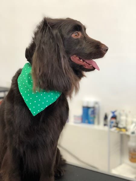 We Love Paws Pet Grooming Salon - Pet Grooming in Sacramento image 2
