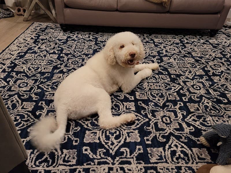 We Love Paws Pet Grooming Salon image 3