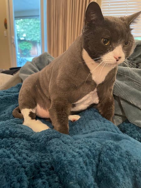 We Love Paws Pet Grooming Salon - Pet Grooming in Sacramento image 4