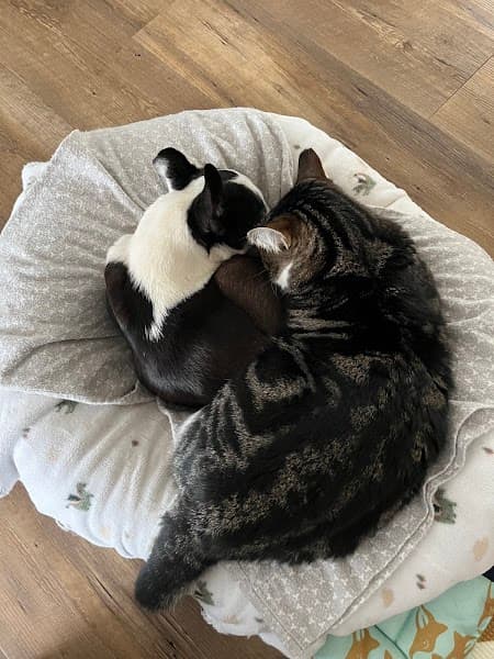 We Love Paws Pet Grooming Salon - Pet Grooming in Sacramento image 5