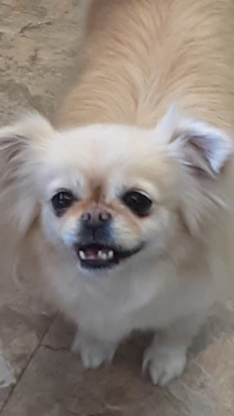 Fabulous Lanai Grooming Salon image 1