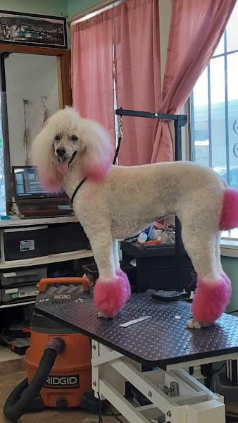 Fabulous Lanai Grooming Salon - Pet Grooming in Sacramento image 3