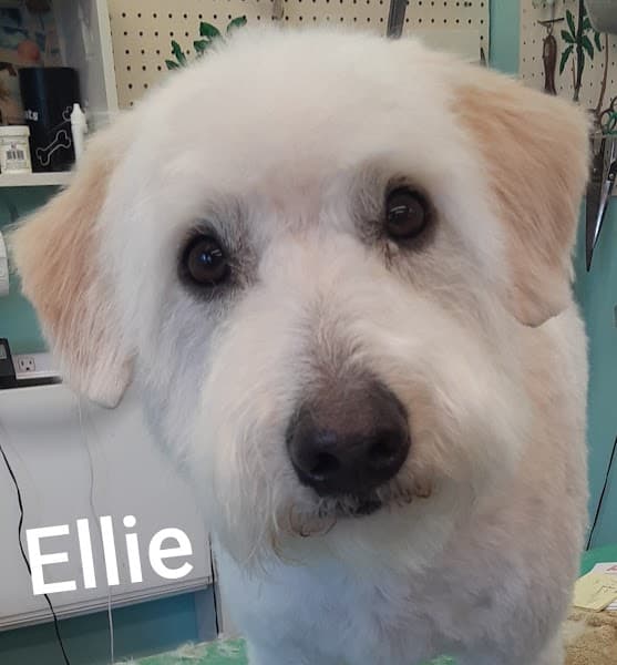 Fabulous Lanai Grooming Salon image 4