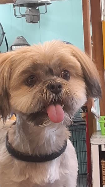 Fabulous Lanai Grooming Salon image 5