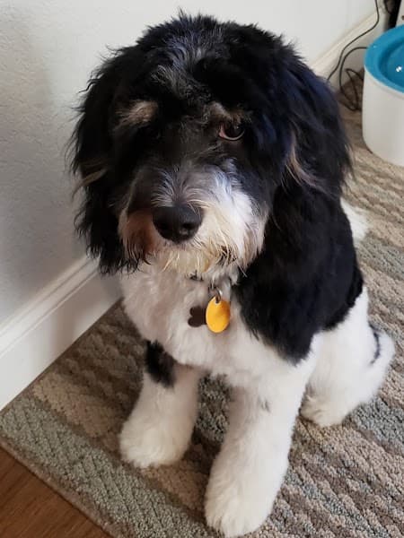 Plush Puppy Dog Grooming image 1