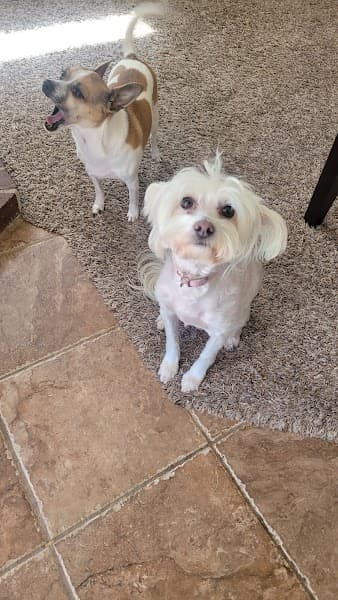 Plush Puppy Dog Grooming image 2