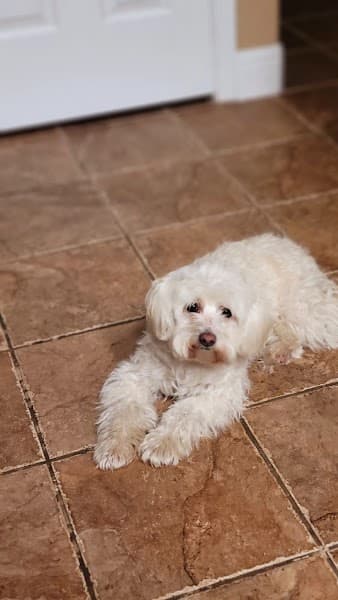 Plush Puppy Dog Grooming image 3