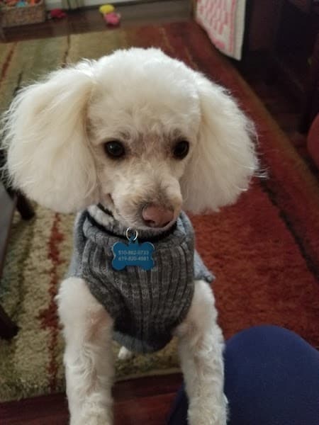 Plush Puppy Dog Grooming image 4