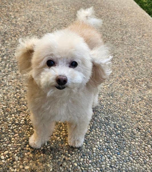 Plush Puppy Dog Grooming image 5