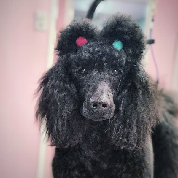 PuppyCut Grooming - Pet Grooming in North Highlands image 1