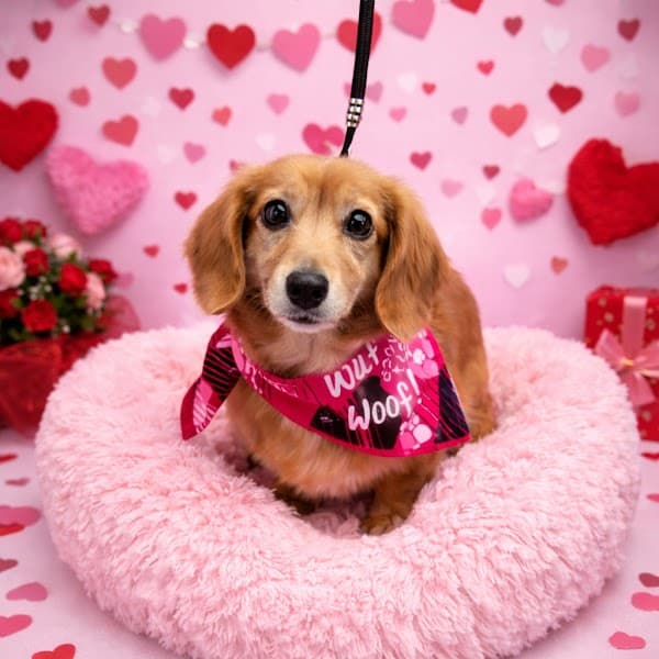 PuppyCut Grooming - Pet Grooming in North Highlands image 2