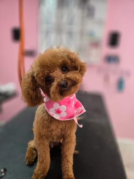 PuppyCut Grooming - Pet Grooming in North Highlands image 3