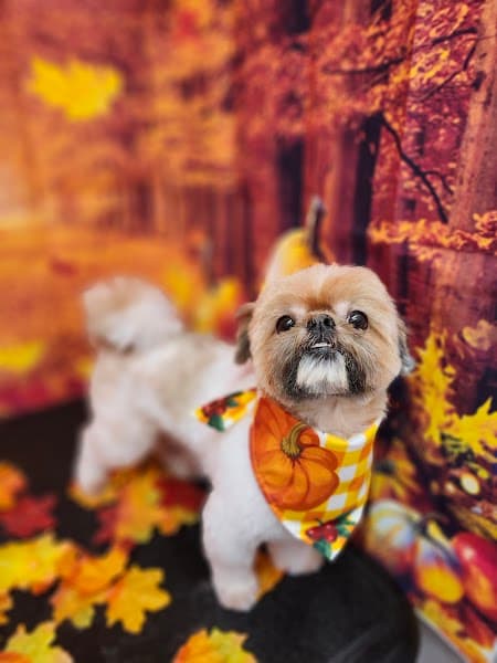 PuppyCut Grooming - Pet Grooming in North Highlands image 4