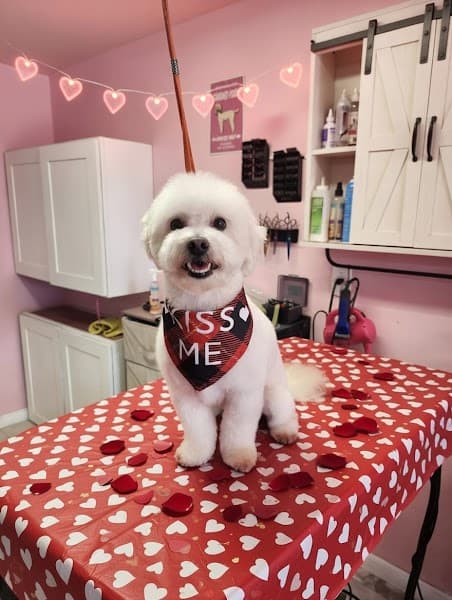 PuppyCut Grooming - Pet Grooming in North Highlands image 5