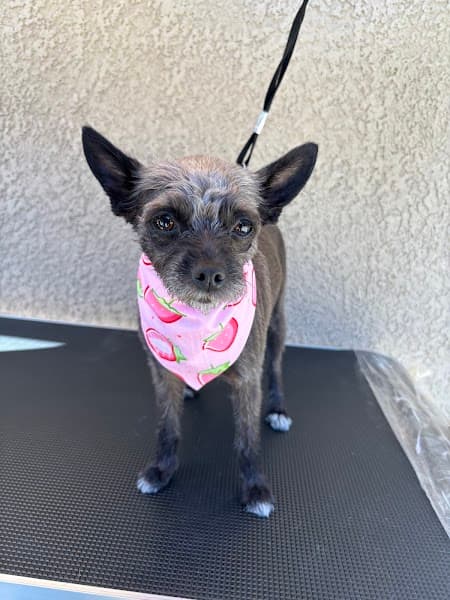 Jayla's Dog Grooming image 1