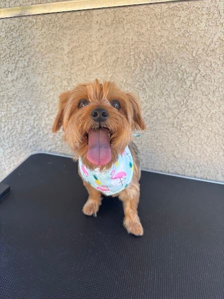 Jayla's Dog Grooming - Pet Grooming in Elk Grove image 2