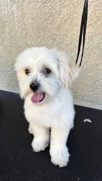 Jayla's Dog Grooming image 3