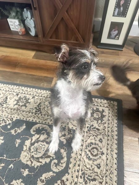 Jayla's Dog Grooming - Pet Grooming in Elk Grove image 4