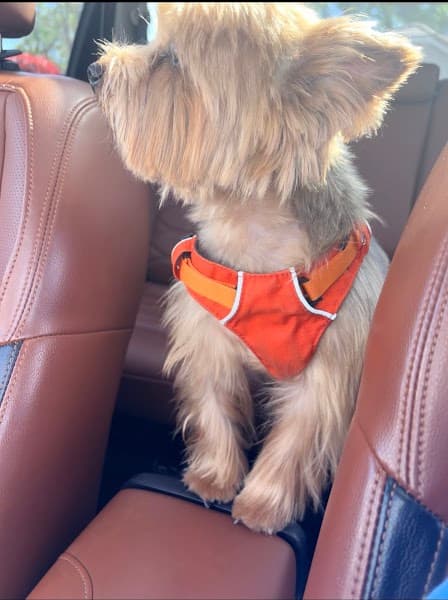 Jayla's Dog Grooming - Pet Grooming in Elk Grove image 5