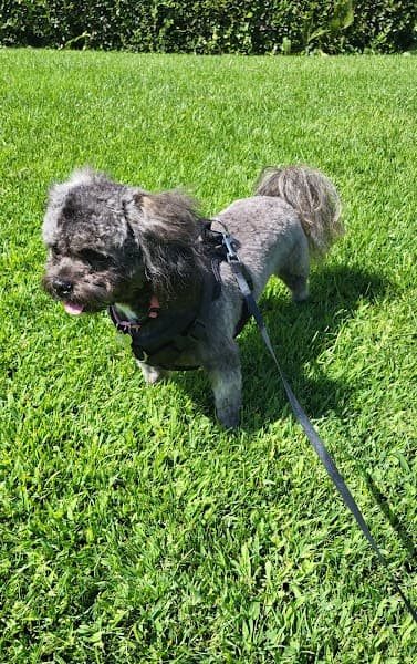PetSmart Grooming image 1