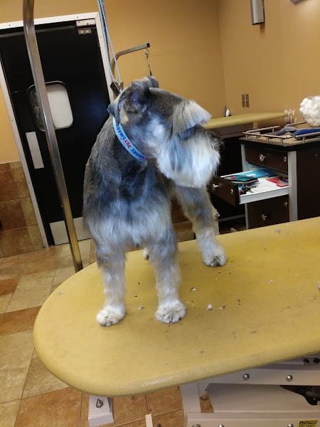 PetSmart Grooming image 2