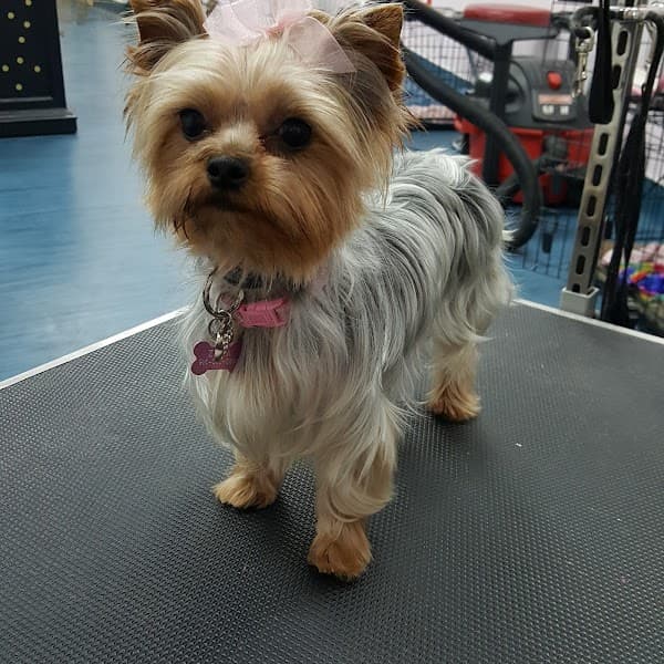 The Holistic Paw Pet Salon and Med-Spa image 2