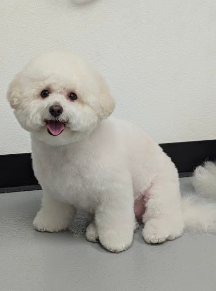 The Holistic Paw Pet Salon and Med-Spa image 3