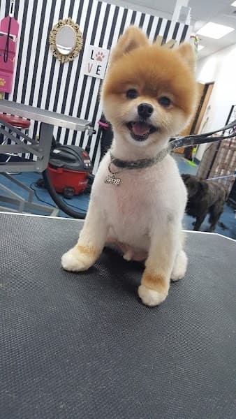 The Holistic Paw Pet Salon and Med-Spa image 5