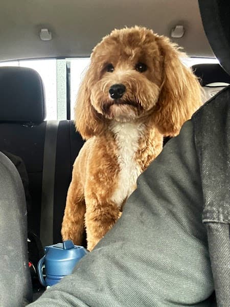 Posh Paws Grooming Salon Roseville image 2