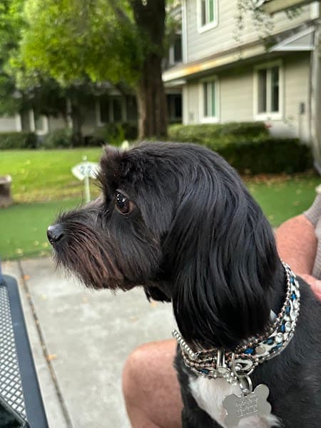 Posh Paws Grooming Salon Roseville image 3