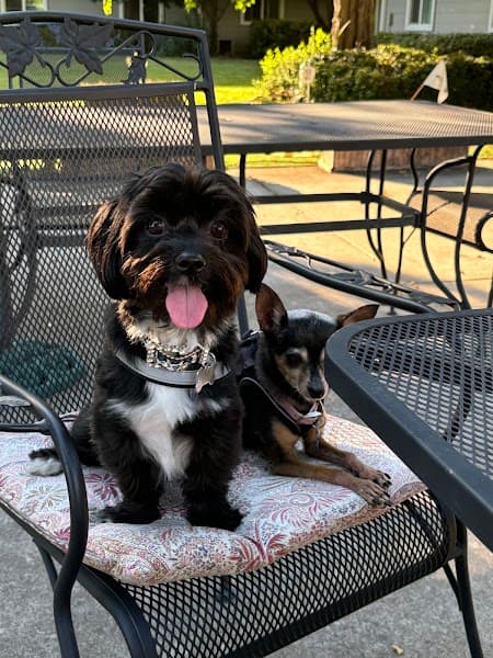 Posh Paws Grooming Salon Roseville image 4