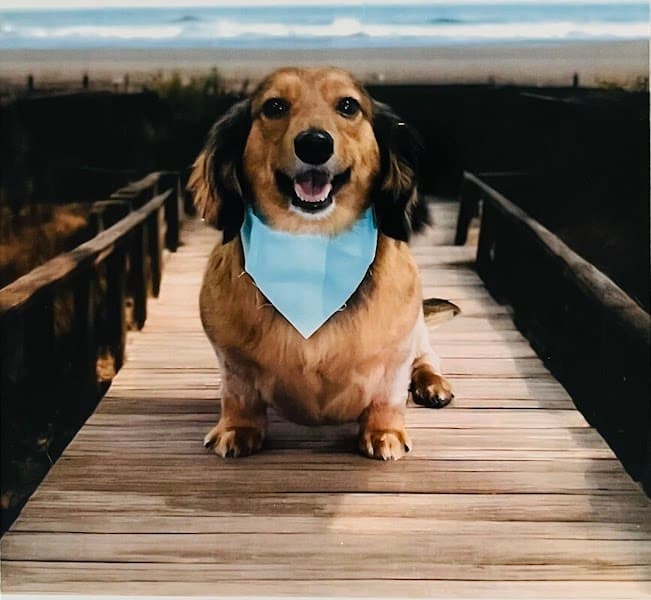 Posh Paws Grooming Salon Roseville image 5