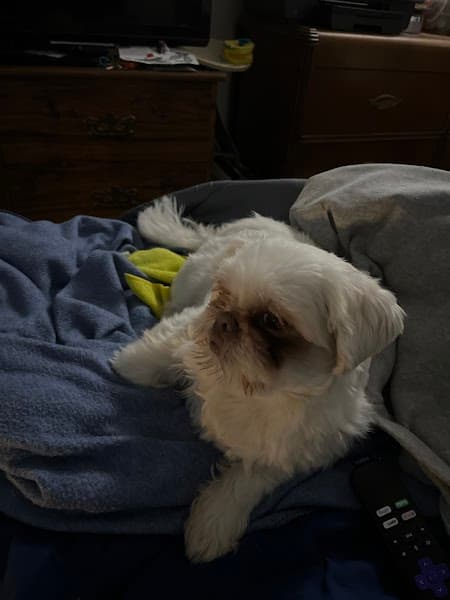 PetSmart Grooming image 1