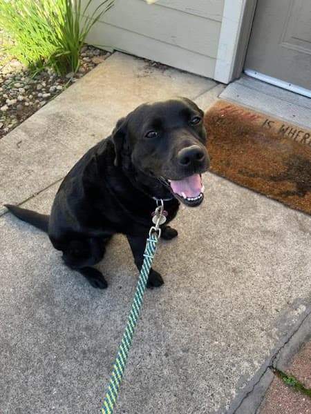 Petco Grooming image 2