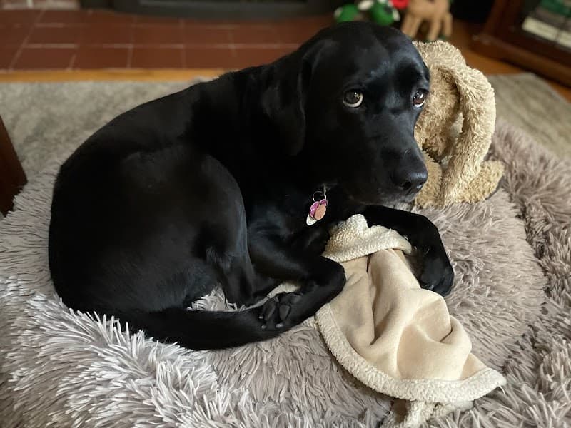 Petco Grooming image 3