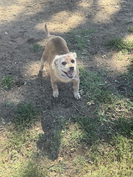 Petco Grooming image 4