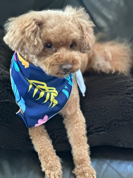 Petco Grooming image 5