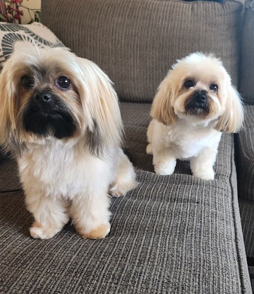 Rocklin Pet Spa image 1