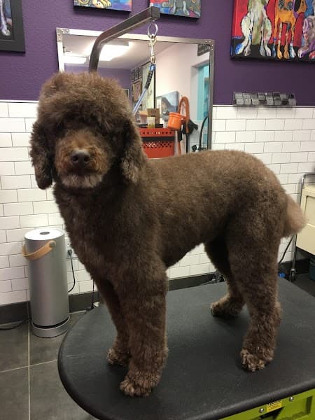 Rocklin Pet Spa image 2