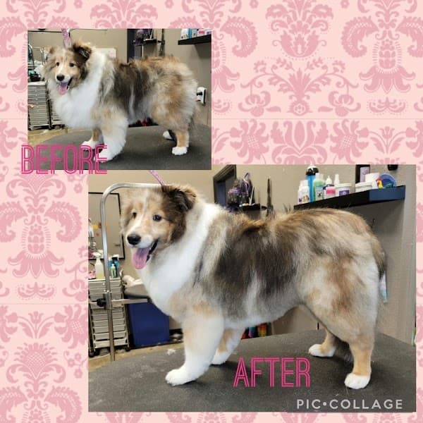 Rocklin Pet Spa image 3