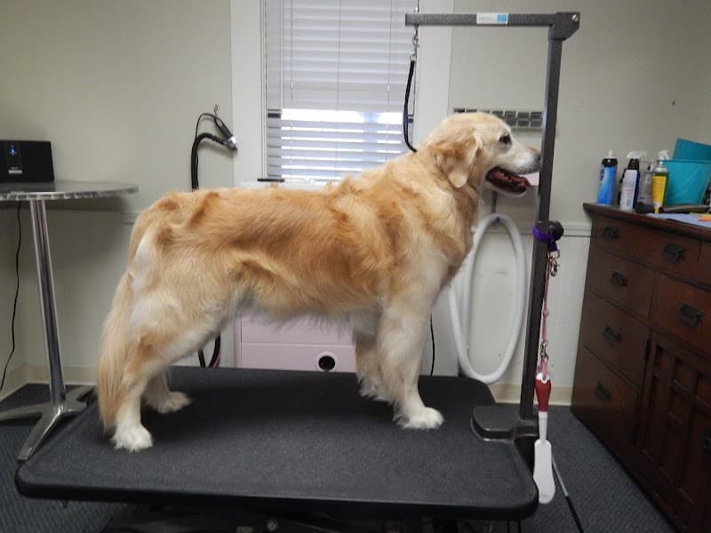 Rocklin Pet Spa image 4