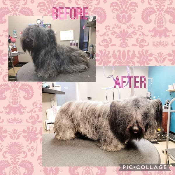 Rocklin Pet Spa image 5